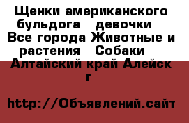 Щенки американского бульдога ( девочки) - Все города Животные и растения » Собаки   . Алтайский край,Алейск г.